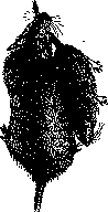 Mice: figure 3 from the 1928–1936 encyclopedia article