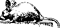 Mice: figure 1 from the 1928–1936 encyclopedia article