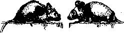 Mice: figure 2 from the 1928–1936 encyclopedia article
