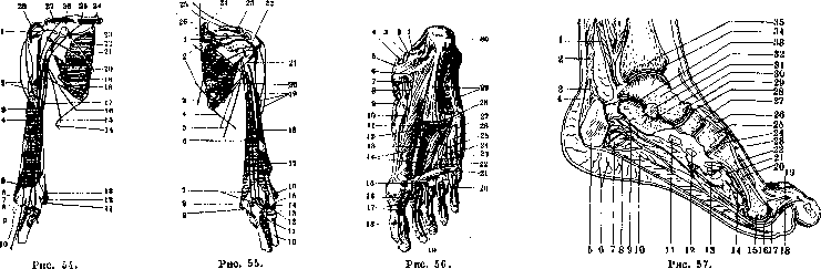 Human Muscles: figure 39 from the 1928–1936 encyclopedia article