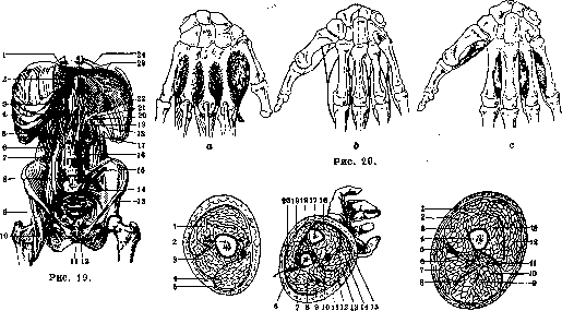 Human Muscles: figure 14 from the 1928–1936 encyclopedia article