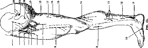 Human Muscles: figure 23 from the 1928–1936 encyclopedia article