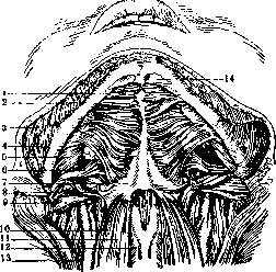 Human Muscles: figure 1 from the 1928–1936 encyclopedia article