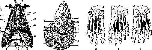 Human Muscles: figure 13 from the 1928–1936 encyclopedia article