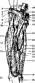 Human Muscles: figure 33 from the 1928–1936 encyclopedia article