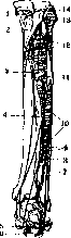 Human Muscles: figure 37 from the 1928–1936 encyclopedia article