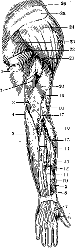 Human Muscles: figure 18 from the 1928–1936 encyclopedia article