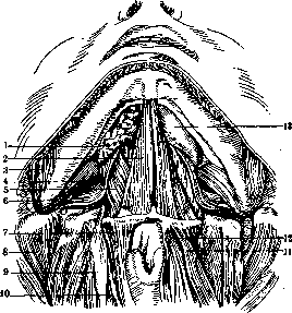 Human Muscles: figure 3 from the 1928–1936 encyclopedia article