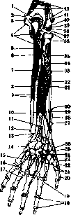 Human Muscles: figure 27 from the 1928–1936 encyclopedia article