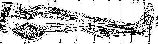 Human Muscles: figure 20 from the 1928–1936 encyclopedia article