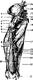 Human Muscles: figure 29 from the 1928–1936 encyclopedia article
