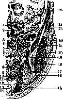 Human Muscles: figure 8 from the 1928–1936 encyclopedia article