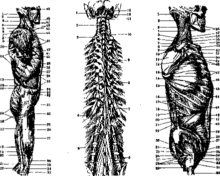 Human Muscles: figure 12 from the 1928–1936 encyclopedia article