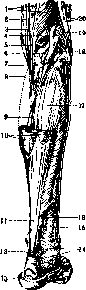 Human Muscles: figure 38 from the 1928–1936 encyclopedia article