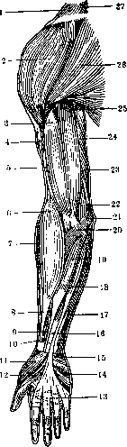 Human Muscles: figure 16 from the 1928–1936 encyclopedia article