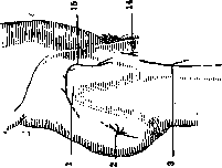 Human Muscles: figure 21 from the 1928–1936 encyclopedia article