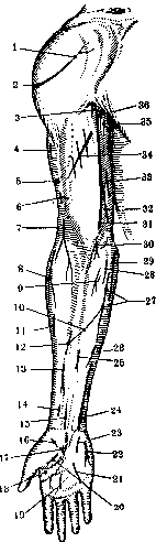 Human Muscles: figure 15 from the 1928–1936 encyclopedia article