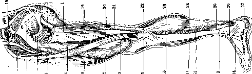 Human Muscles: figure 22 from the 1928–1936 encyclopedia article