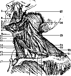 Human Muscles: figure 5 from the 1928–1936 encyclopedia article
