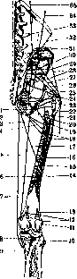 Human Muscles: figure 35 from the 1928–1936 encyclopedia article