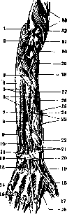 Human Muscles: figure 26 from the 1928–1936 encyclopedia article