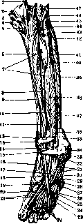 Human Muscles: figure 32 from the 1928–1936 encyclopedia article