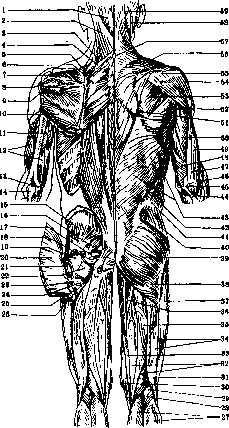 Human Muscles: figure 10 from the 1928–1936 encyclopedia article