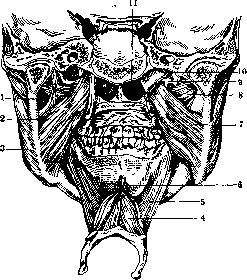 Human Muscles: figure 4 from the 1928–1936 encyclopedia article