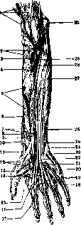 Human Muscles: figure 25 from the 1928–1936 encyclopedia article