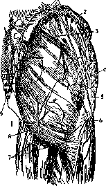 Gluteal Region: figure 4 from the 1928–1936 encyclopedia article