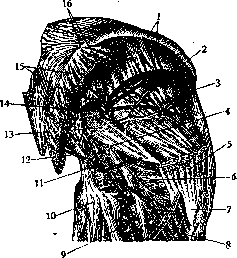 Gluteal Region: figure 5 from the 1928–1936 encyclopedia article