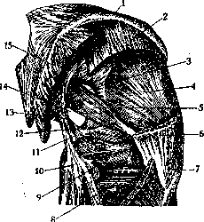 Gluteal Region: figure 2 from the 1928–1936 encyclopedia article