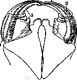 Poisonous Animals: figure 10 from the 1928–1936 encyclopedia article