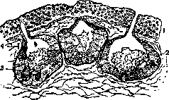 Poisonous Animals: figure 11 from the 1928–1936 encyclopedia article