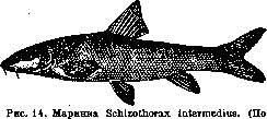 Poisonous Animals: figure 13 from the 1928–1936 encyclopedia article