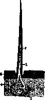 Poisonous Animals: figure 4 from the 1928–1936 encyclopedia article