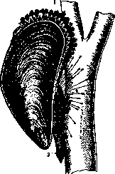 Poisonous Animals: figure 17 from the 1928–1936 encyclopedia article