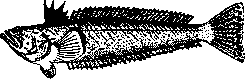 Poisonous Animals: figure 7 from the 1928–1936 encyclopedia article