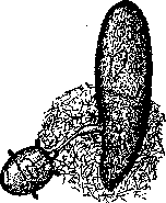 Poisonous Animals: figure 1 from the 1928–1936 encyclopedia article