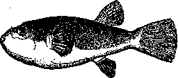 Poisonous Animals: figure 12 from the 1928–1936 encyclopedia article