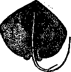 Poisonous Animals: figure 6 from the 1928–1936 encyclopedia article
