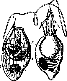 Poisonous Animals: figure 2 from the 1928–1936 encyclopedia article