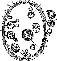Echinococcus: figure 1 from the 1928–1936 encyclopedia article
