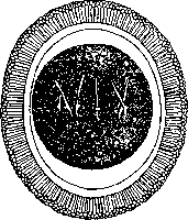 Echinococcus: figure 5 from the 1928–1936 encyclopedia article
