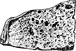 Echinococcus: figure 6 from the 1928–1936 encyclopedia article
