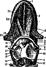 Tongue: figure 3 from the 1928–1936 encyclopedia article