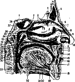 Tongue: figure 5 from the 1928–1936 encyclopedia article