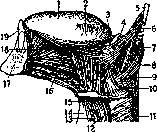 Tongue: figure 4 from the 1928–1936 encyclopedia article