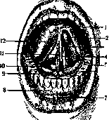 Tongue: figure 2 from the 1928–1936 encyclopedia article