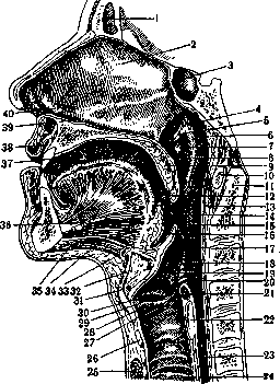Tongue: figure 6 from the 1928–1936 encyclopedia article